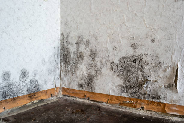 Professional Mold Removal in Bluffton, SC